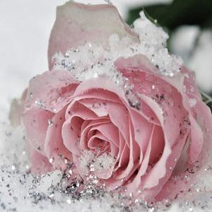 Meet your Posher, Pam